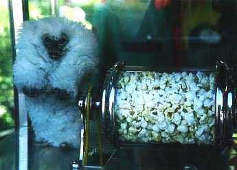 Hirsute Popcorn Slave