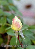 Rose 10a
