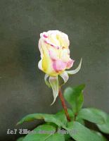 Rose 5c
