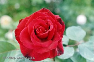Rose 7b